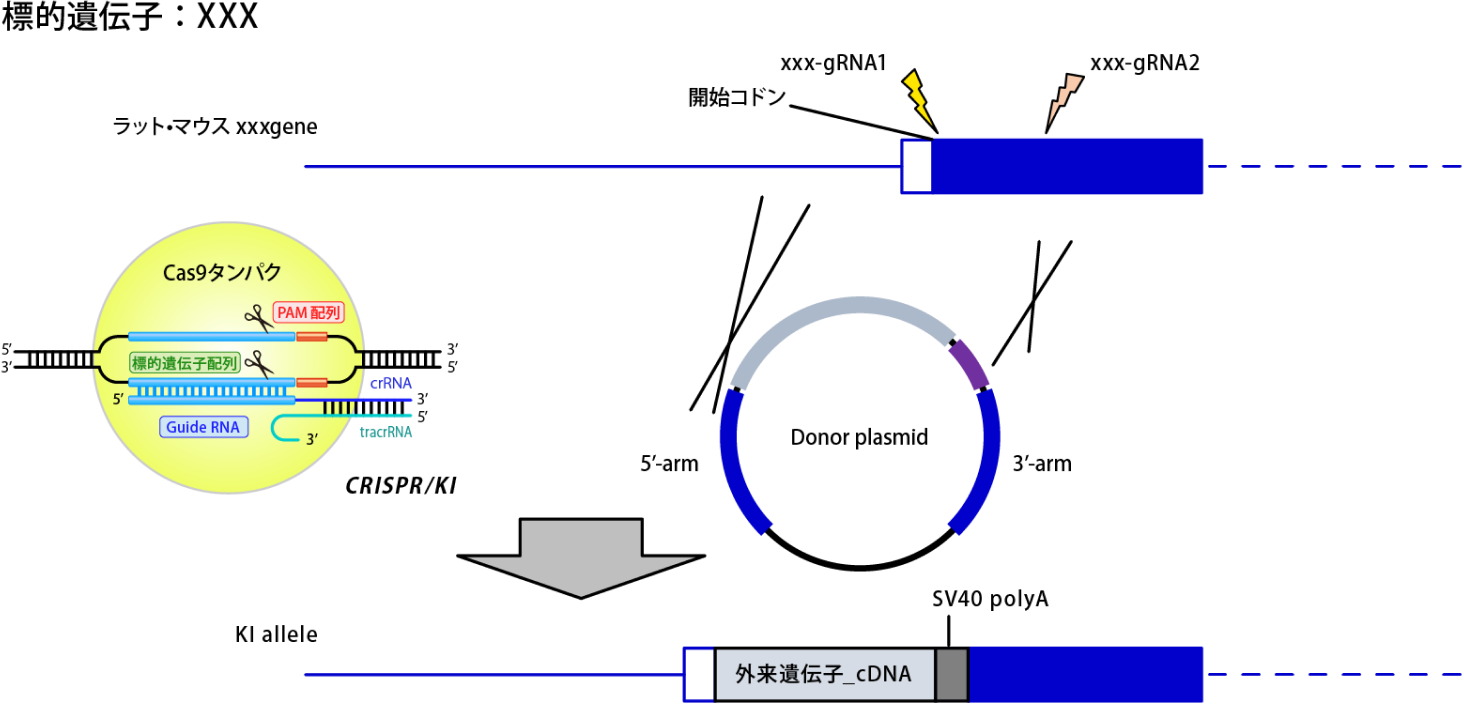 Combi-CRISPR法